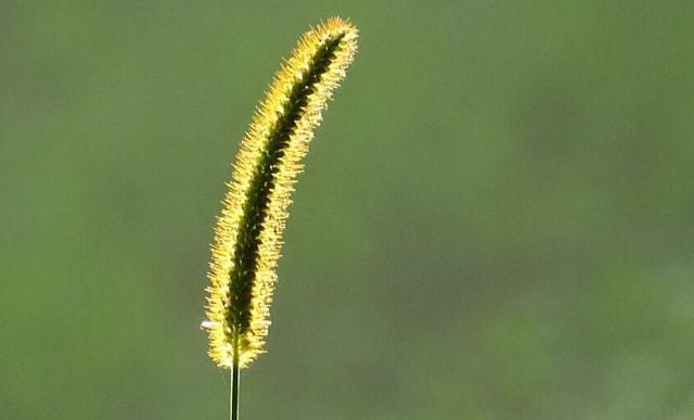 狗尾草的花语是什么意思？狗尾草有什么爱情含义？