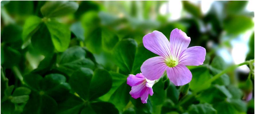 三叶草代表什么意思？三叶草的花语是什么？
