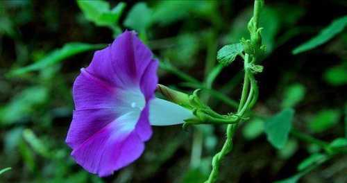 喇叭花的花语是什么？喇叭花的寓意是什么？