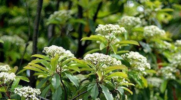 石楠花的花语是什么？石楠花有哪些寓意？