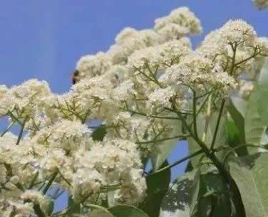 石楠花的花语是什么？石楠花有哪些寓意？