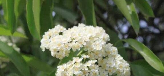 石楠花的花语是什么？石楠花有哪些寓意？