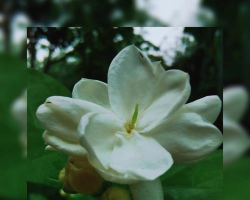茉莉的花语和故事是什么？茉莉有哪些寓意？
