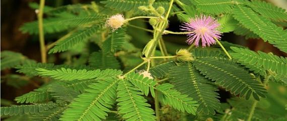 含羞草花语象征与寓意是什么？含羞草有哪些花语？