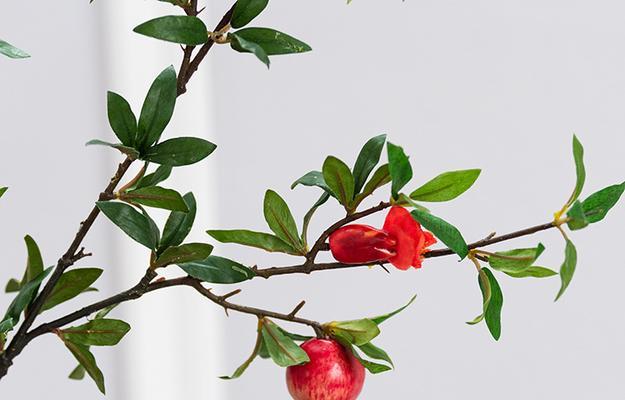 石榴代表什么生肖？石榴花的花语是什么？