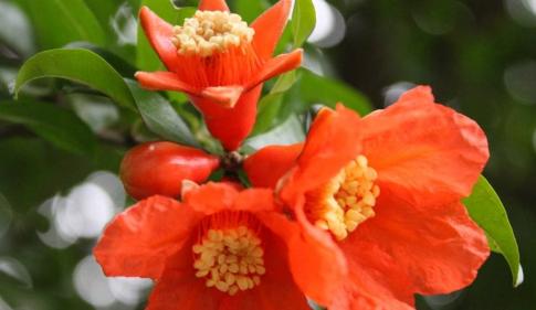 石榴代表什么生肖？石榴花的花语是什么？