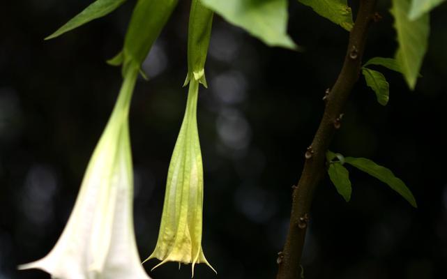 曼陀罗花的含义和传说是什么？曼陀罗花的花语是什么？