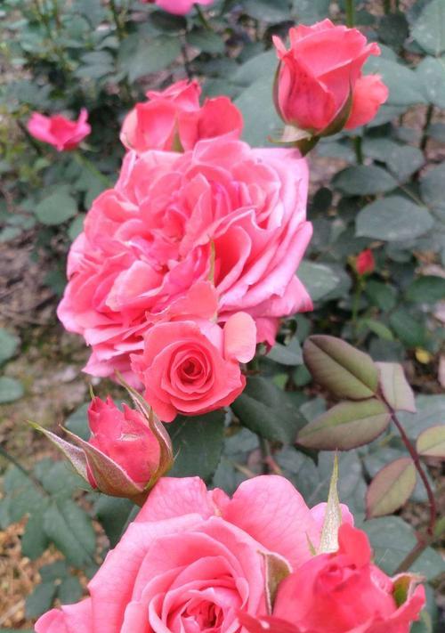 月季花的寓意是什么意思？月季花的花语是什么？