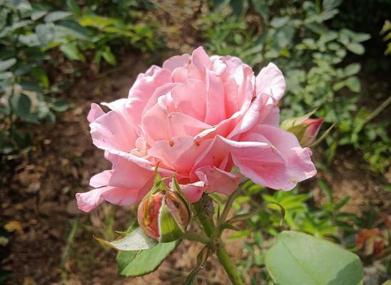 月季花的寓意是什么意思？月季花的花语是什么？