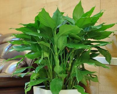 万年青的寓意和象征是什么？万年青的花语是什么？