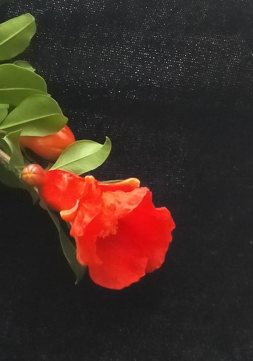 石榴花的花语是什么？石榴花有哪些寓意？