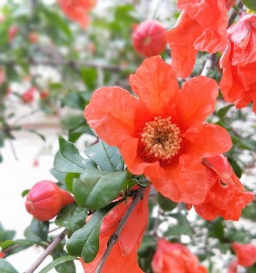 石榴花的花语是什么？石榴花有哪些寓意？