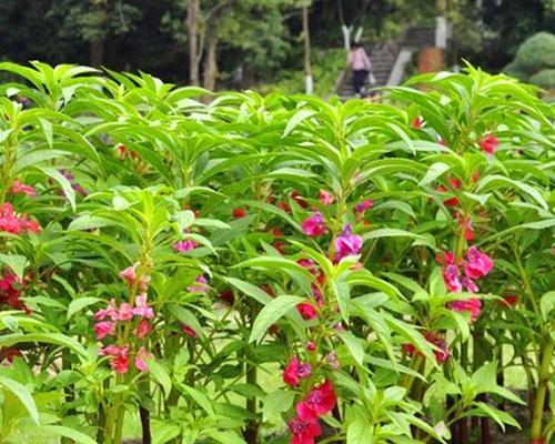 凤仙花种子可以吃吗？凤仙花种子有哪些食用方法？