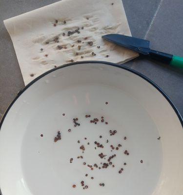 凤仙花种子可以吃吗？凤仙花种子有哪些食用方法？