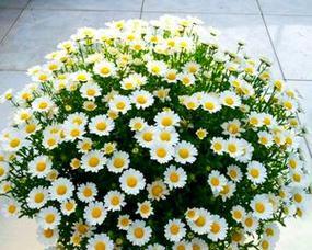雏菊花怎么养？雏菊花养护有哪些技巧？