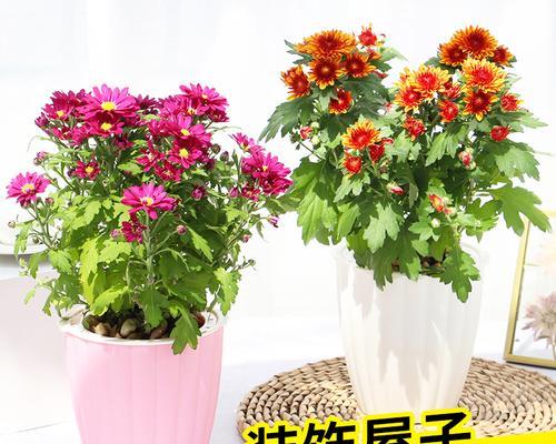 雏菊花怎么养？雏菊花养护有哪些技巧？