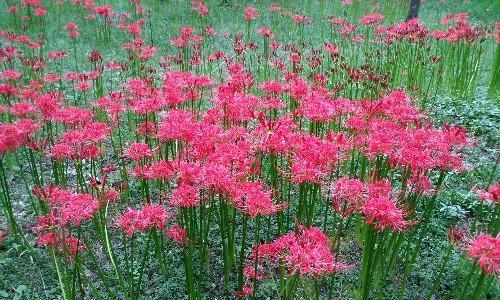 曼珠沙华的传说与花语是什么？曼珠沙华有哪些寓意？