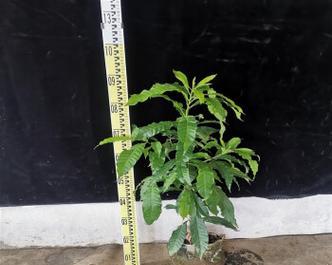 嫁接苗是什么意思？嫁接苗有哪些用途？