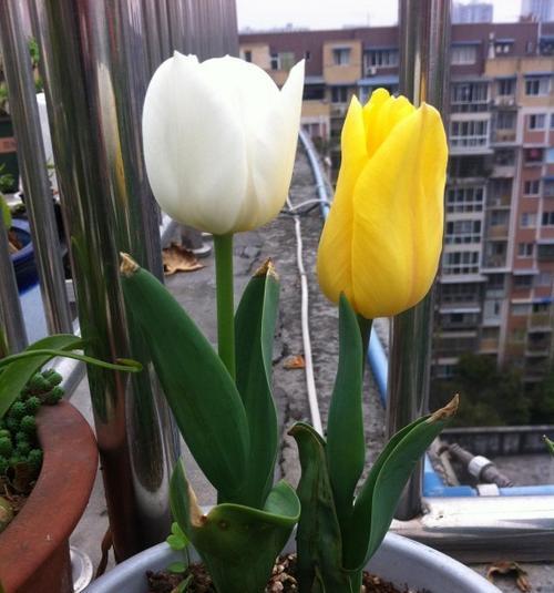郁金香的根是什么样子的？郁金香根有哪些特点？