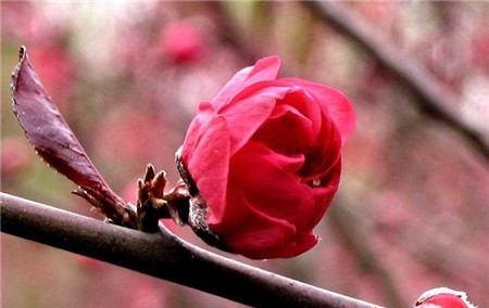 桃花代表什么花语？桃花的寓意是什么？