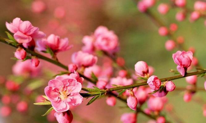 桃花代表什么花语？桃花的寓意是什么？