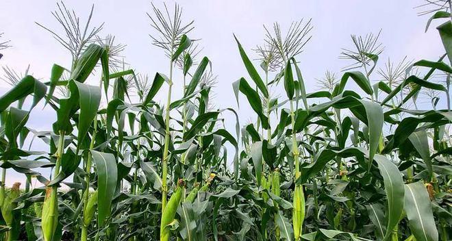 甜玉米一年可以种几次？甜玉米种植多久可以收获？
