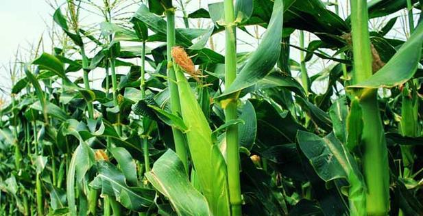 甜玉米一年可以种几次？甜玉米种植多久可以收获？