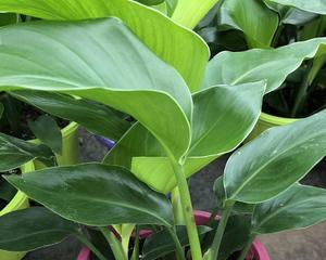 鹤望兰种子怎么种植？鹤望兰种子种植方法有哪些？