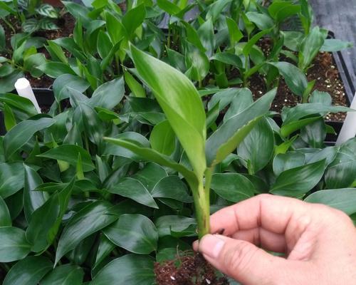 鹤望兰种子怎么种植？鹤望兰种子种植方法有哪些？