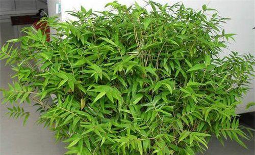 凤尾竹的风水寓意和摆放位置是什么？凤尾竹的花语是什么？