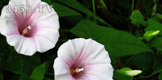 牵牛种子怎么种植？牵牛种子种植方法有哪些？
