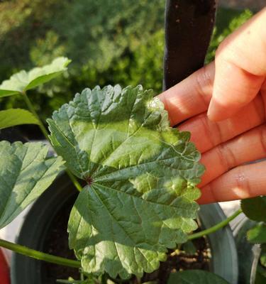 牵牛种子怎么种植？牵牛种子种植方法有哪些？