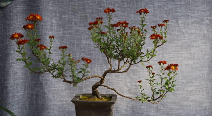 菊花一盆种几颗？菊花盆栽种植密度是多少？