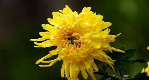 菊花代表什么花语？菊花的寓意是什么？