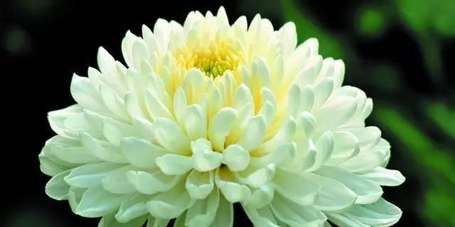 菊花代表什么花语？菊花的寓意是什么？