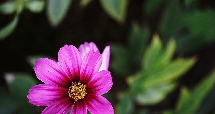 格桑花的寓意和象征是什么？格桑花的花语是什么？