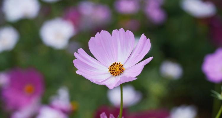 格桑花的寓意和象征是什么？格桑花的花语是什么？