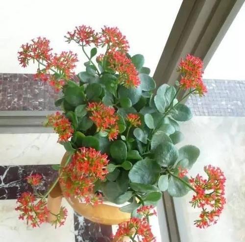 开花很香的花卉有哪些？有哪些花开花很香？
