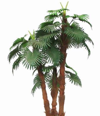 椰树是什么植物？椰树有哪些特点？