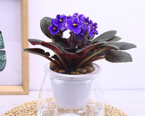 栽培紫罗兰花卉意义是什么？紫罗兰的花语是什么？
