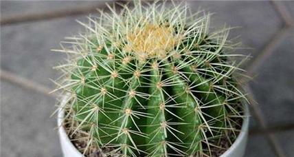 金虎花风水寓意与作用是什么？金虎花的花语是什么？