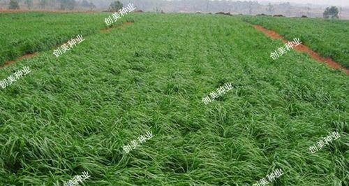 黑麦草怎么留种子？黑麦草种子采集方法有哪些？