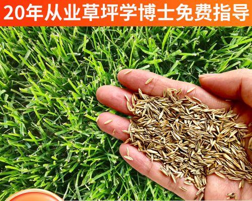 黑麦草怎么留种子？黑麦草种子采集方法有哪些？