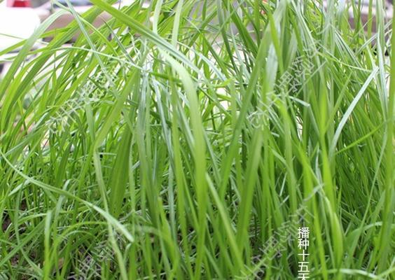 黑麦草怎么留种子？黑麦草种子采集方法有哪些？