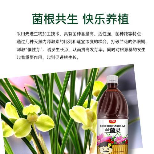酵素可以浇兰花吗？酵素浇兰花有哪些注意事项？