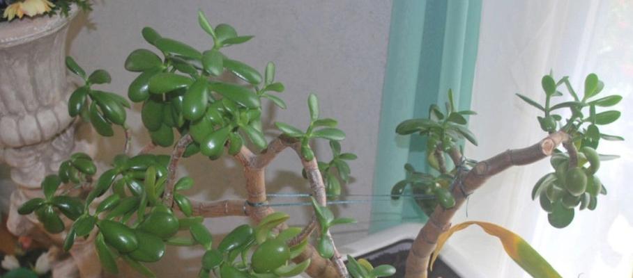 玉树换盆后要浇水吗？玉树换盆后浇水方法有哪些？