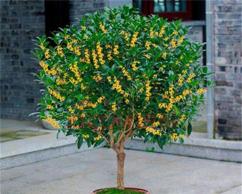 桂花适合放办公室吗？桂花在办公室养护有哪些注意事项？