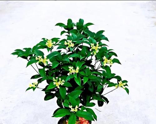 桂花适合放办公室吗？桂花在办公室养护有哪些注意事项？