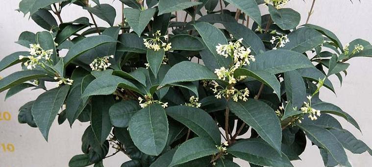 桂花适合放办公室吗？桂花在办公室养护有哪些注意事项？