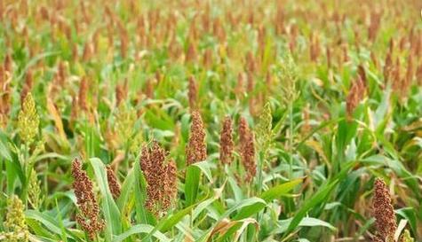 高粱几月份种植合适？高粱种植最佳时间是什么时候？